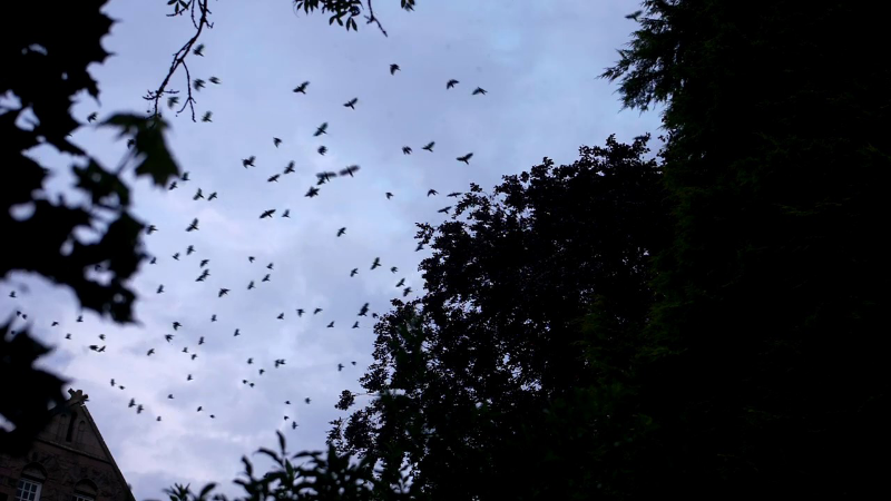 The Birds